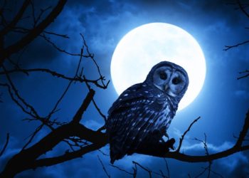 ? Sleep Music for Quarantine 24/7, Relaxing Music, Lucid Dreams, Meditation, Study Music, Sleep