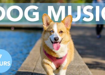 DOG MUSIC! Relaxing Music to Help Dogs with Anxiety! NEW 2020!
