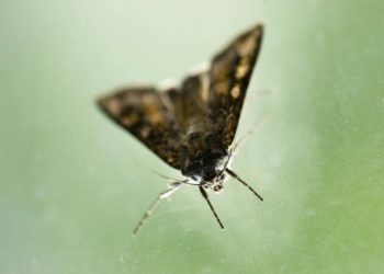 War and peace with the miller moths of Colorado | Slice of Life | Lifestyle