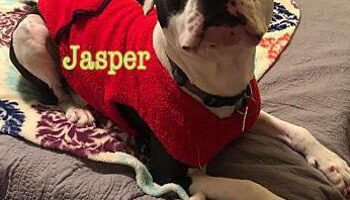 Pet of the Week Jasper | Entertainment