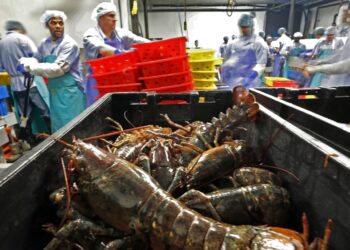 US’s ‘lobster king’ wants to shield fishermen from China | USA News