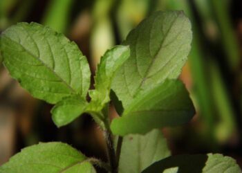 Cooking with homegrown herbs – Time & Money – Neosho Daily News – Neosho, MO