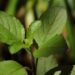 Cooking with homegrown herbs – Time & Money – Neosho Daily News – Neosho, MO