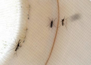 Health officials are treating a northwest Harris County area after West Nile Virus mosquitos discovered Tuesday
