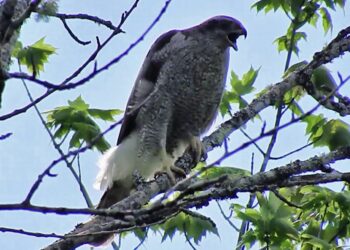 Beware of the goshawk, one of Maine’s fiercest birds