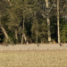 Eastern Shore sees increase in spring turkeys havested