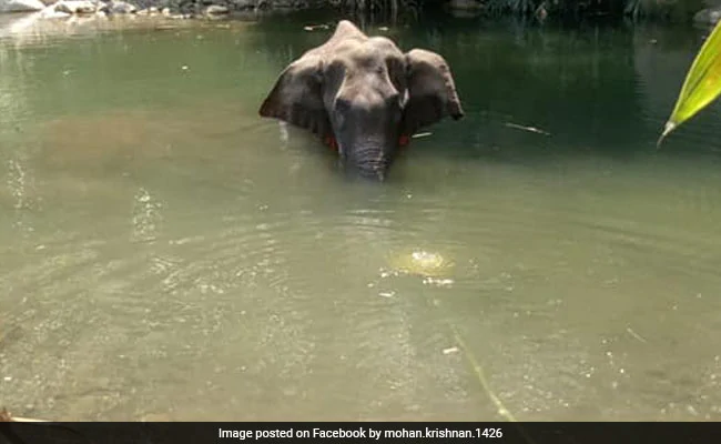 Amid Outrage Over Elephant’s Killing, Politics Over Kerala District