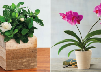 Best Indoor Flower Plants For Beginners