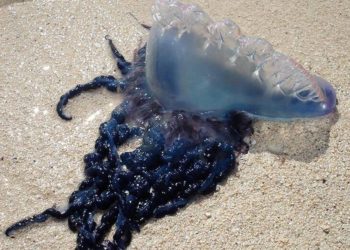 Camp Lejeune closes beach due to Portuguese man-of-wars