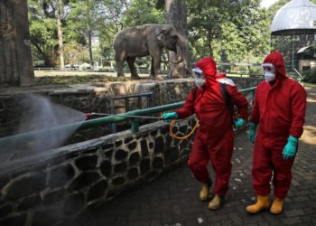The Latest: Germany Sees Huge Outbreak at Slaughterhouse | World News