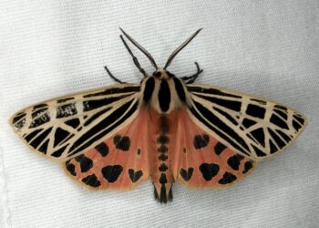 When the sun sets, it’s time to start mothing