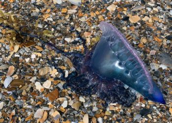 Portuguese Men-Of-War Dot NC Beaches