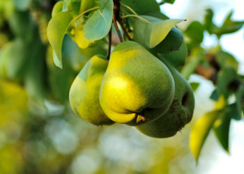 USA Pears Promotes Plant-based Meat Recipes Amid Shortages