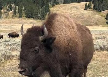 California woman, 72, gored by bison at Yellowstone National Park