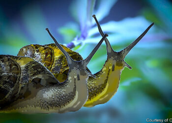 Snails in a cell – A lockdown opera pays tribute to a political prisoner in Turkey | Europe