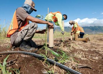 Teens getting their hands dirty in Mahi Pono fields | News, Sports, Jobs
