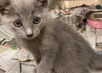 Culpeper Shelter Pets for July 18, 2020 | Entertainment