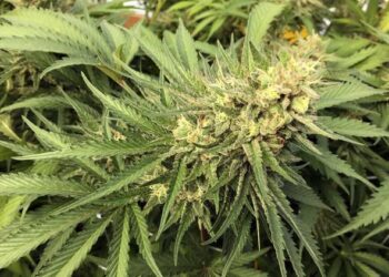 Lobbyist pleads guilty to selling pot – News – Neosho Daily News – Neosho, MO