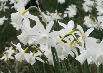 Scituate Garden Club offers online bulb sale – News – MetroWest Daily News, Framingham, MA