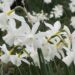 Scituate Garden Club offers online bulb sale – News – MetroWest Daily News, Framingham, MA