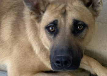 National Mutt Day is coming up next week – Red Bluff Daily News