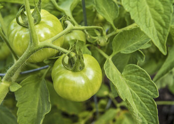 Fried green tomatoes? – Washington Daily News