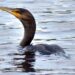 Potential new cormorant management plan released | News, Sports, Jobs