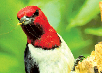 Red-headed woodpeckers provide summer entertainment