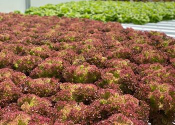 Shore Breeze Farms receives grant from Virginia for expansion