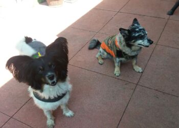 Paws for Health: Pet Safety during the Fourth of July