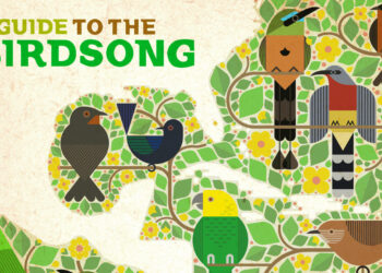 Volume II’ Uses Electronic Music To Save The Birds : NPR