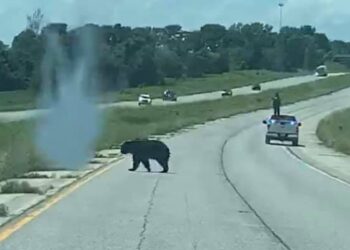 Where is he now? Bear treks 400 miles to find mate