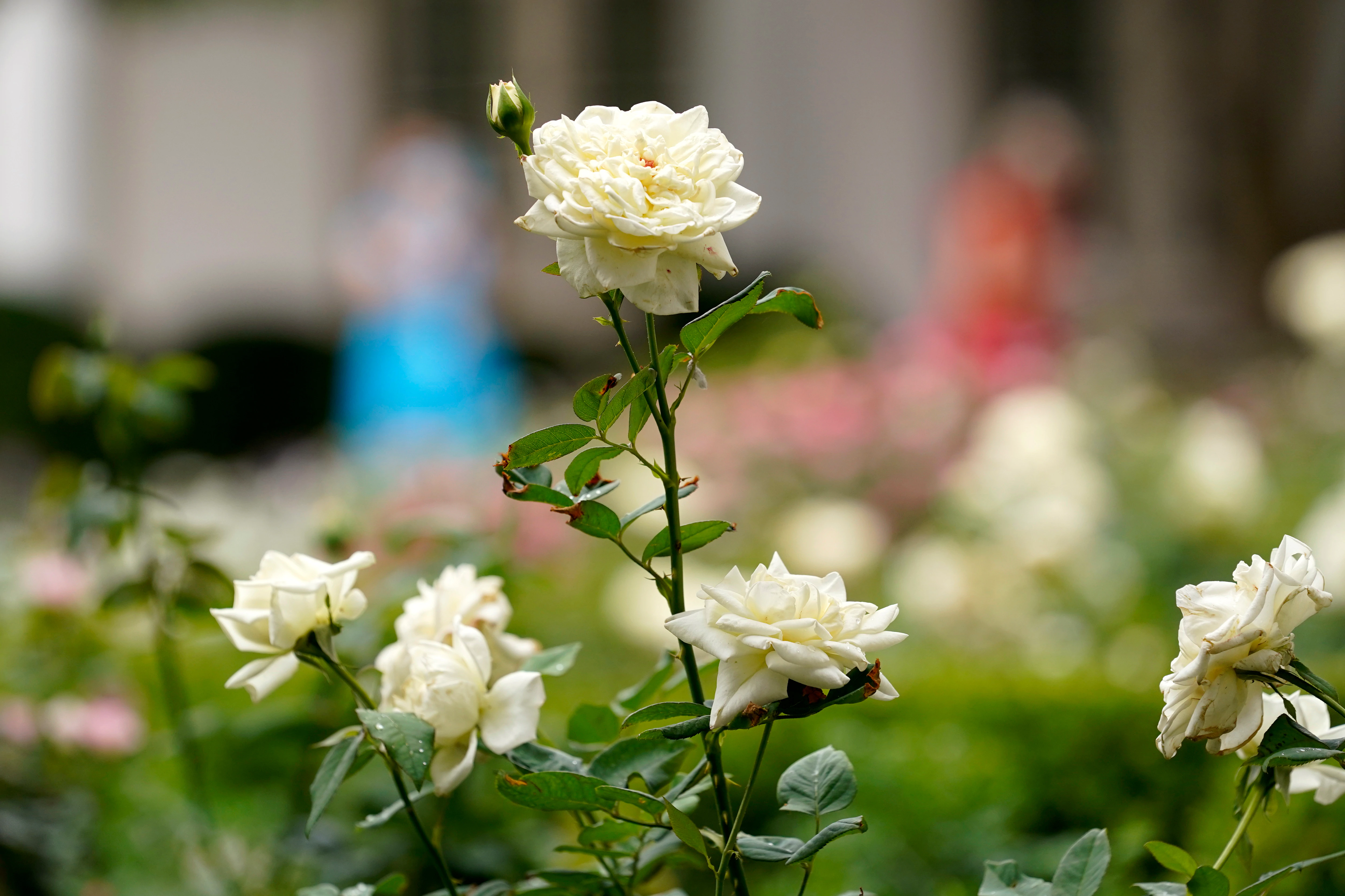 Melania Trump Hosts Official Reopening of White House Rose Garden | Voice of America