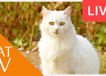 Videos for Cats! Entertainment for Cats with Relaxing Music