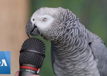 Talking Parrot
