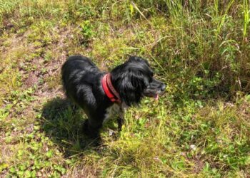 Athol Daily News – Sportsman’s Corner: For the birds