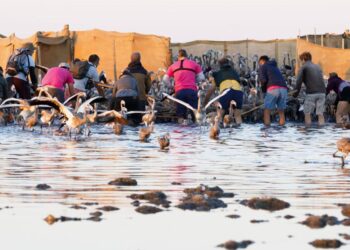 Eye candy: More than 50,000 pink flamingos mass in France | World News