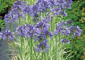 In the Garden column: Gardening for longevity – Lifestyle – Boonville Daily News – Boonville, MO