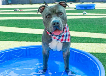 San Gabriel Valley Pets of the Week, Aug. 26 – Whittier Daily News