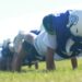 Surrey football enters season with renewed swagger | News, Sports, Jobs