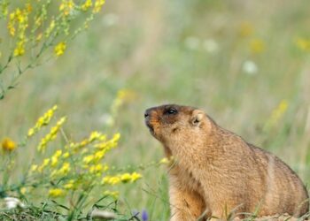 Cold War Satellite Captures Threat to Marmots