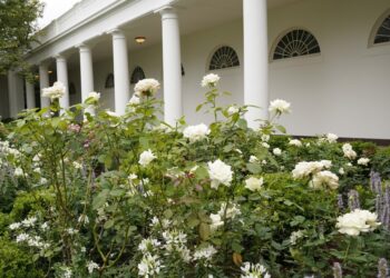 ‘Keep plants out of politics”: A gardening historian on why Melania Trump’s Rose Garden is just that
