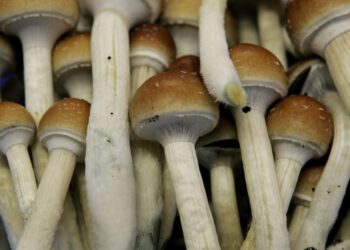 Ann Arbor decriminalizes magic mushrooms, psychedelic plants | Govt. & Politics