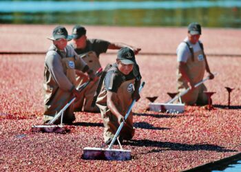 7 juicy facts about cranberries – News – Milford Daily News