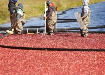 Harvest season begins for local cranberry farmers – News – Milford Daily News