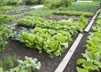 Urban Agriculture Matching Grants available – News – Boonville Daily News – Boonville, MO