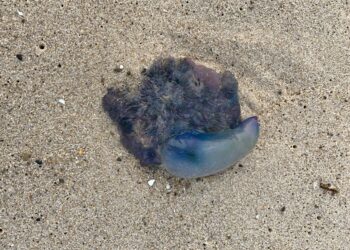 Meet the new wash-ashore: Portuguese man-of-war – News – southcoasttoday.com