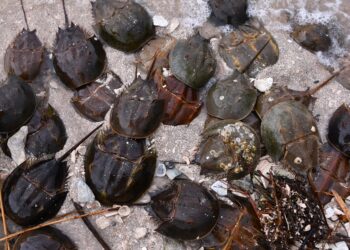 Coronavirus vaccine could come thanks to horseshoe crab blood