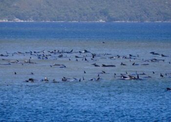 Around 270 Whales Stranded on Sandbar off Australia’s Tasmania | World News