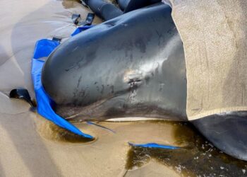 Australia Counts Record 470 Stranded Whales as Rescue Continues | World News